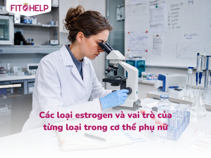 Các loại estrogen và vai trò của từng loại trong cơ thể phụ nữ